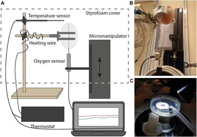 Hypoxia Generated by Avian Embryo Growth Induces the HIF-α Response and Critical Vascularization